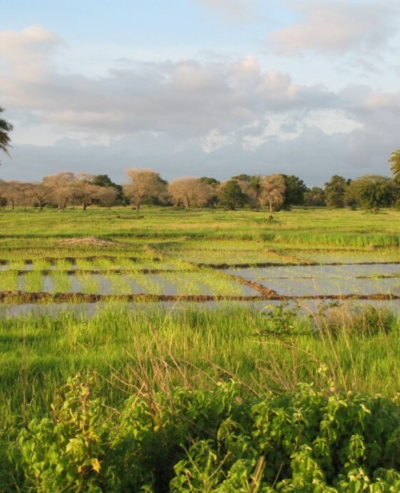 Agriculture, un secteur incontournable pour une croissance durable