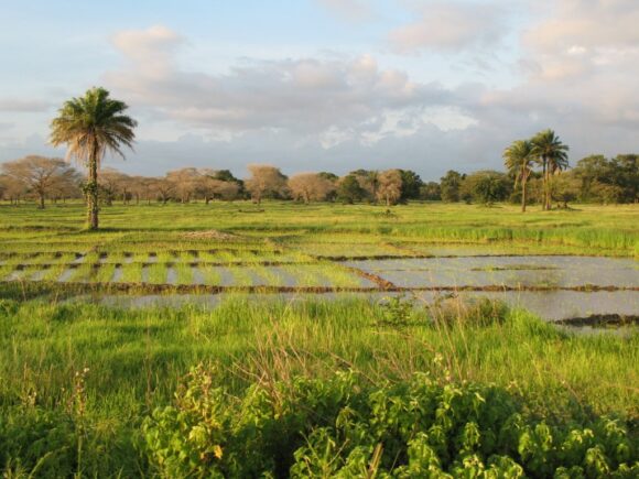 Agriculture, un secteur incontournable pour une croissance durable